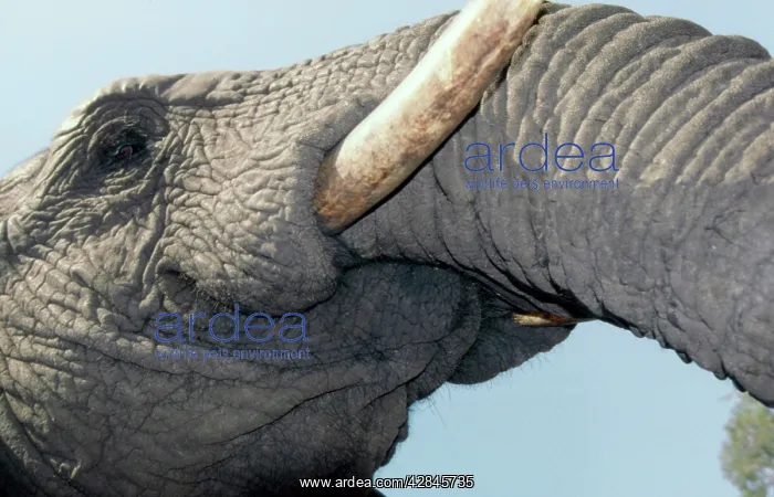  : Underview of Elephant - Close-up of mouth