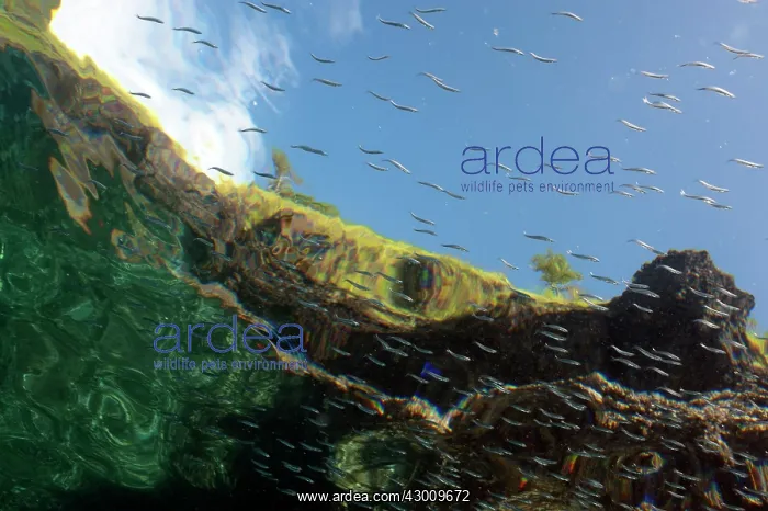 : Underwater Hills with small fish, trees and sky : Underwater Hills with small fish, trees and sky