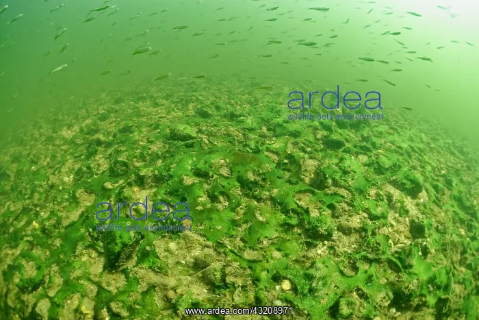 : Underwater landscape, atmosphere at 3m depth, Cher : Underwater landscape, atmosphere at 3m depth, Cher