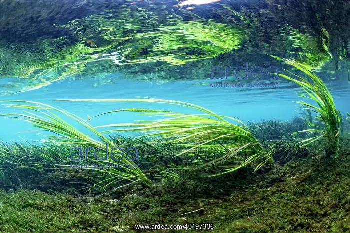  : Underwater landscape, reed in the riverbed swaying