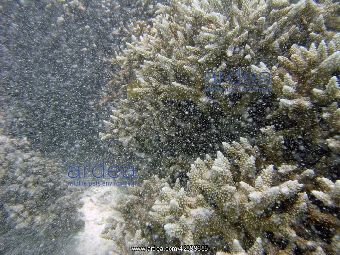 : Underwater / Marine snow - Fine particles of sediment : Underwater / Marine snow - Fine particles of sediment