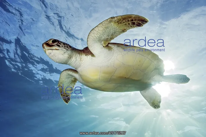 : Underwater photo backlit photo of juvenile green turtle (Chelonia mydas) green turtle : Underwater photo backlit photo of juvenile green turtle (Chelonia mydas) green turtle