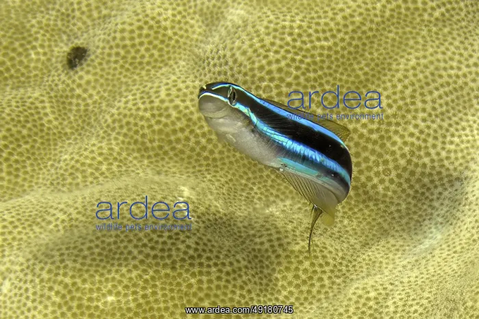 : Underwater photo Close-up of blue-striped sabre-toothed blenny (Plagiotremus rhinorhynchos) : Underwater photo Close-up of blue-striped sabre-toothed blenny (Plagiotremus rhinorhynchos)
