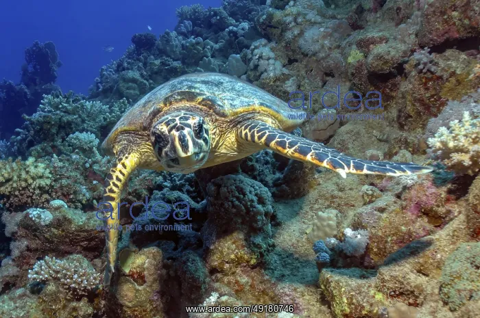 : Underwater photo of Hawksbill sea turtle (Eretmochelys imbricata) : Underwater photo of Hawksbill sea turtle (Eretmochelys imbricata)