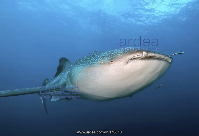 : Underwater photo of large plankton-eating whale shark (Rhincodon typus) Plankton-eater swimming through blue open sea : Underwater photo of large plankton-eating whale shark (Rhincodon typus) Plankton-eater swimming through blue open sea