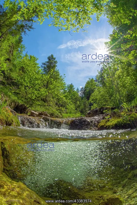 : Underwater photo in a mountain stream in the Kalkalpen Natio : Underwater photo in a mountain stream in the Kalkalpen Natio