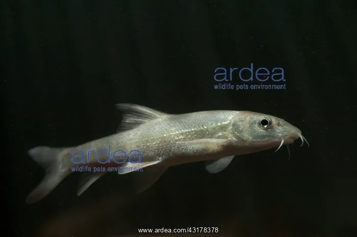 : Underwater shot of a Common Barbel : Underwater shot of a Common Barbel