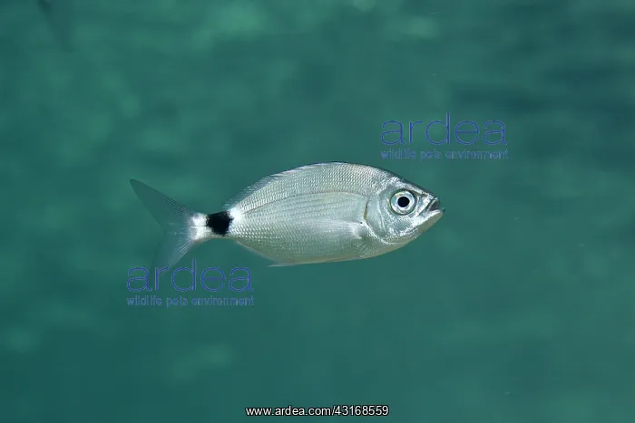 : Underwater shot of a Saddled Seabream : Underwater shot of a Saddled Seabream