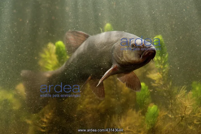 : Tench. Underwater shot of a Tench (Tinca tinca) : Tench. Underwater shot of a Tench (Tinca tinca)