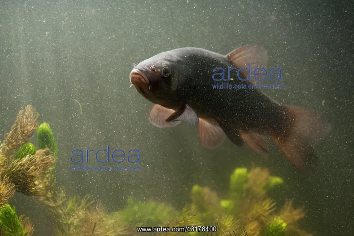 : Tench. Underwater shot of a Tench (Tinca tinca) : Tench. Underwater shot of a Tench (Tinca tinca)