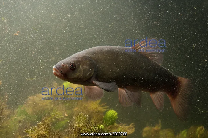 : Tench. Underwater shot of a Tench (Tinca tinca) : Tench. Underwater shot of a Tench (Tinca tinca)