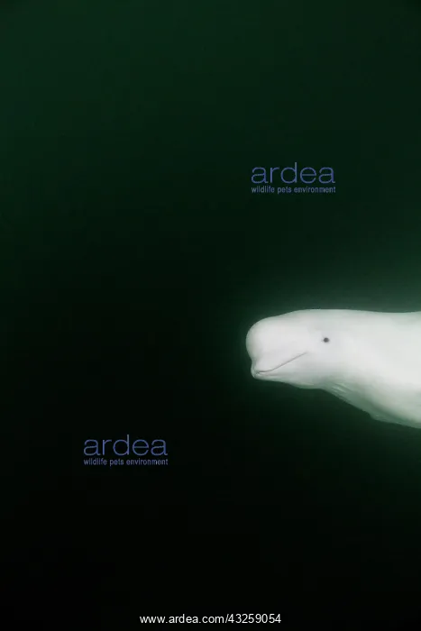 : Underwater view of Beluga Whale swimming near mouth : Underwater view of Beluga Whale swimming near mouth