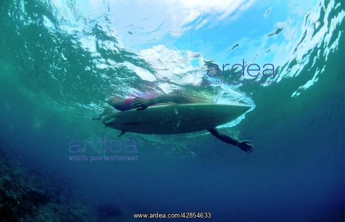  : Underwater view of paddling surfer resembling
