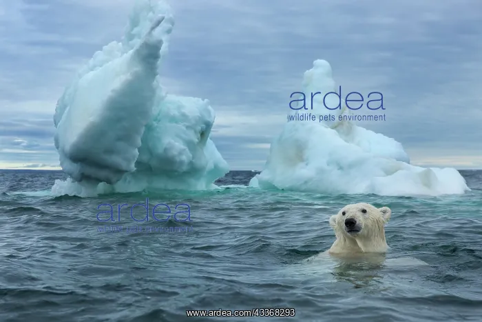: Underwater view of Polar Bear (Ursus maritimus) : Underwater view of Polar Bear (Ursus maritimus)