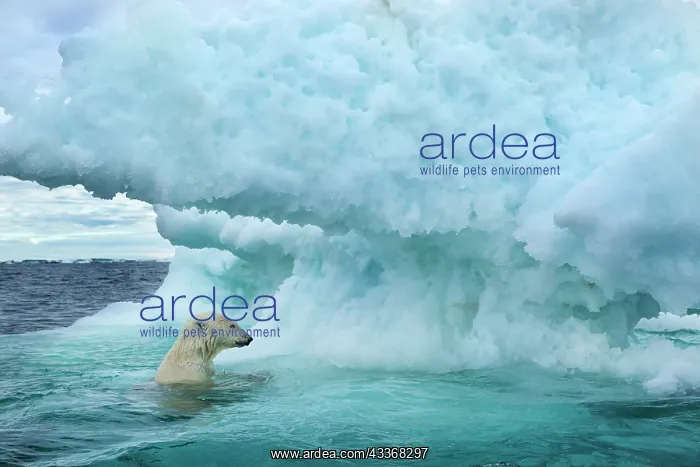 : Underwater view of Polar Bear (Ursus maritimus) : Underwater view of Polar Bear (Ursus maritimus)