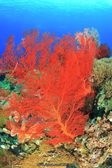 : Underwater view of Red Sea Fans (Melithaea : Underwater view of Red Sea Fans (Melithaea