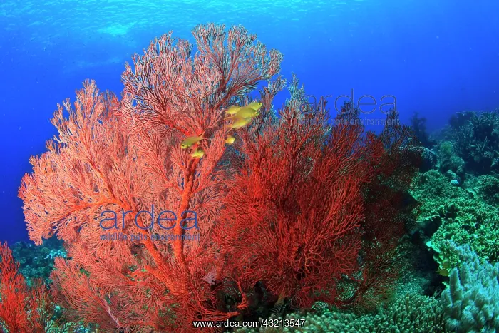  : Underwater view of Red Sea Fans (Melithaea