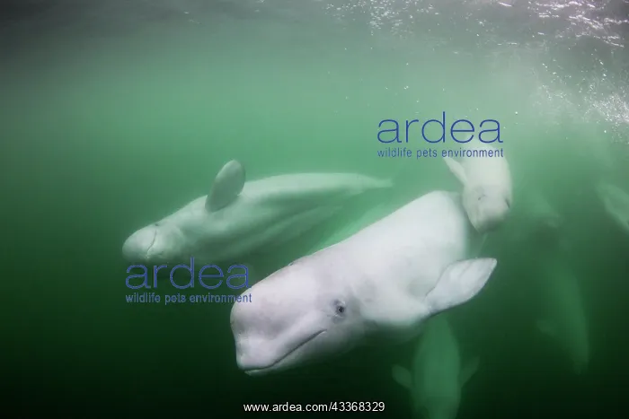 : Underwater view of young Beluga Whale calf swimming : Underwater view of young Beluga Whale calf swimming