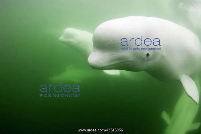 : Underwater view of young Beluga Whale pod swimming : Underwater view of young Beluga Whale pod swimming