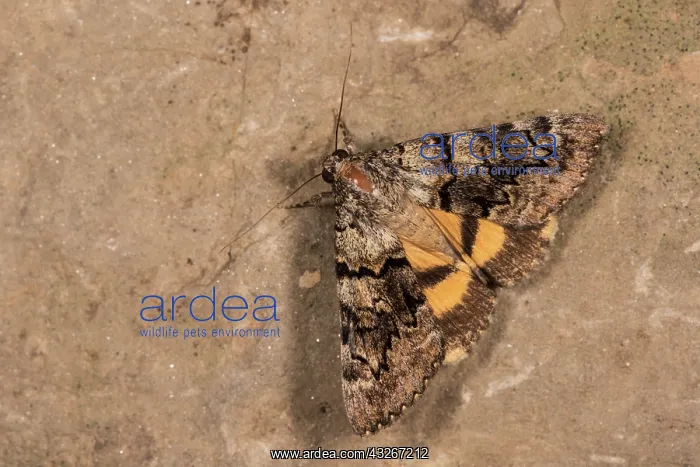  : The underwing (Catocala eutychea) resting on wall
