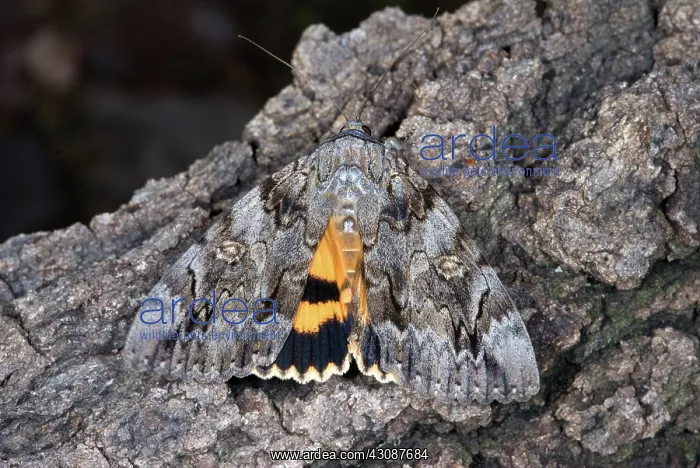 : Underwing Moth : Underwing Moth