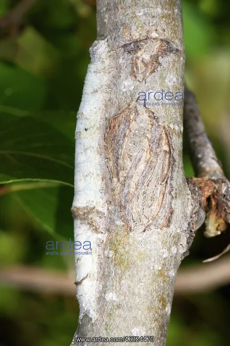 : Underwing Moth Caterpillar : Underwing Moth Caterpillar