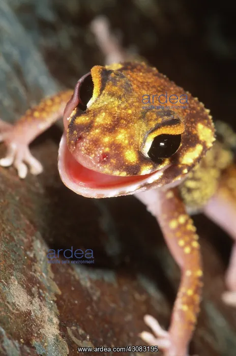 : Underwood's Gecko : Underwood's Gecko