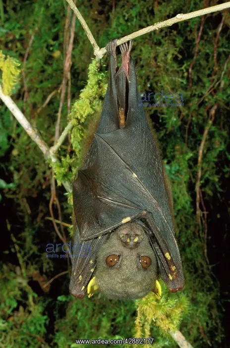 : An undescribed tube-nosed Bat - Hanging upside down : An undescribed tube-nosed Bat - Hanging upside down