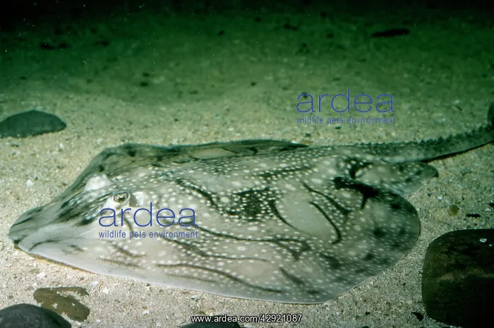  : UNDULATE RAY