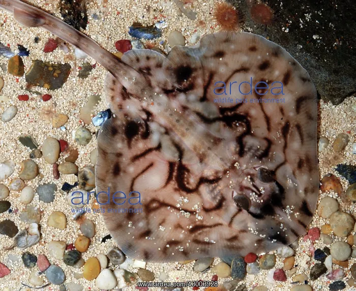 : Undulate Ray juvenile : Undulate Ray juvenile