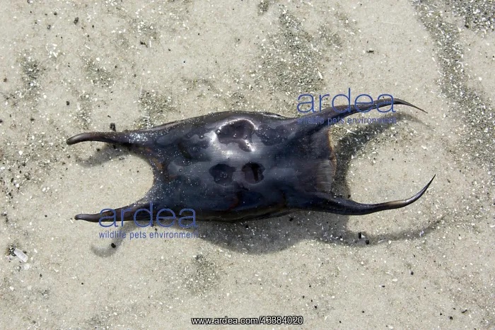 : Undulate ray (Raja undulata), eggcase, egg case : Undulate ray (Raja undulata), eggcase, egg case