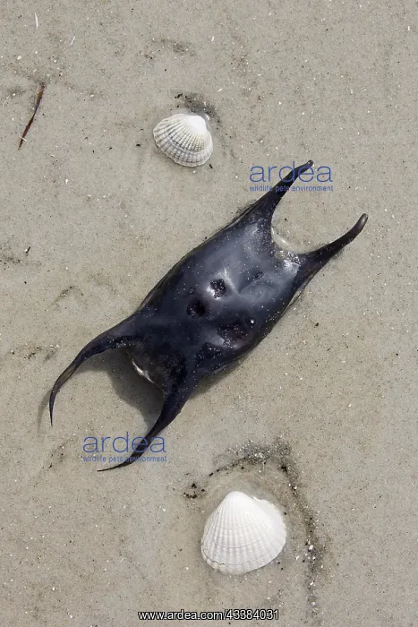 : Undulate ray (Raja undulata), eggcase, egg case : Undulate ray (Raja undulata), eggcase, egg case