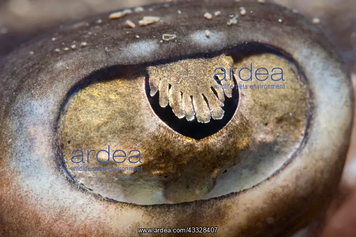  : Undulate ray (Raja undulata) eye of an adult ray