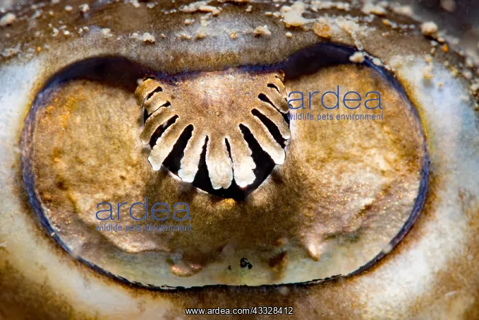: Undulate ray (Raja undulata) eye of an adult ray : Undulate ray (Raja undulata) eye of an adult ray