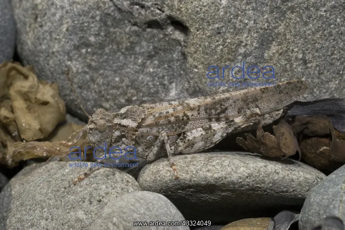 : Undulate-winged grasshopper : Undulate-winged grasshopper