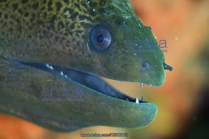 : Undulated Moray Eel - Serena West dive site, Lembeh : Undulated Moray Eel - Serena West dive site, Lembeh