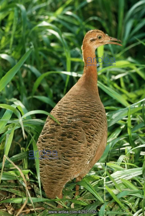 : Undulated Tinamou : Undulated Tinamou