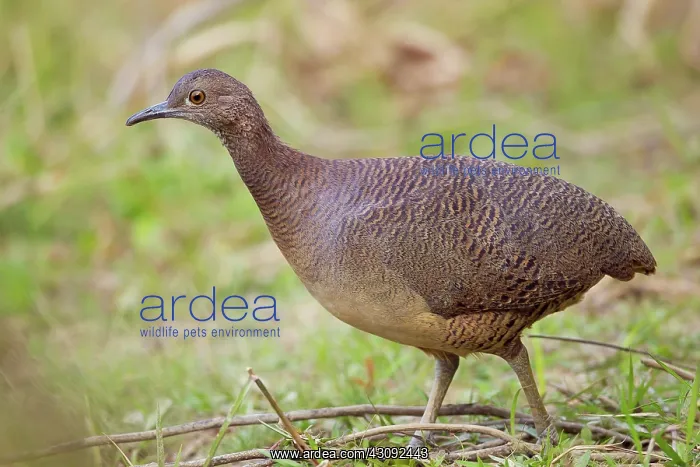 : Undulated Tinamou : Undulated Tinamou