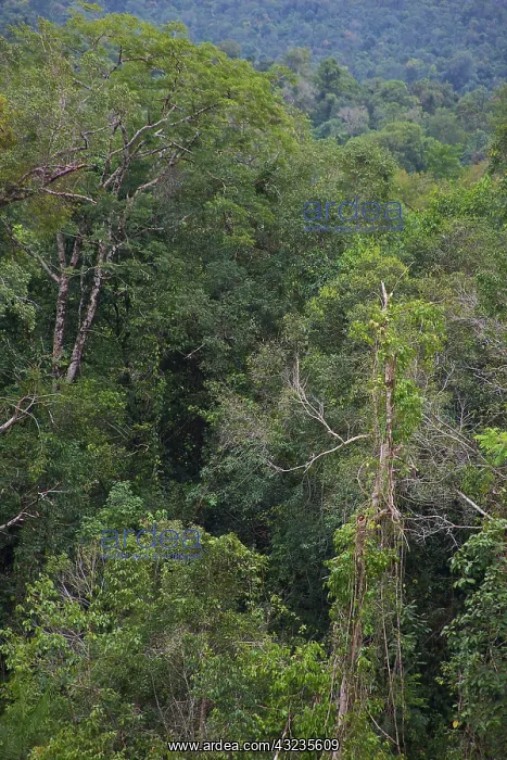 : UNESCO, Cambodia, Cardamom Mountains rainforest : UNESCO, Cambodia, Cardamom Mountains rainforest