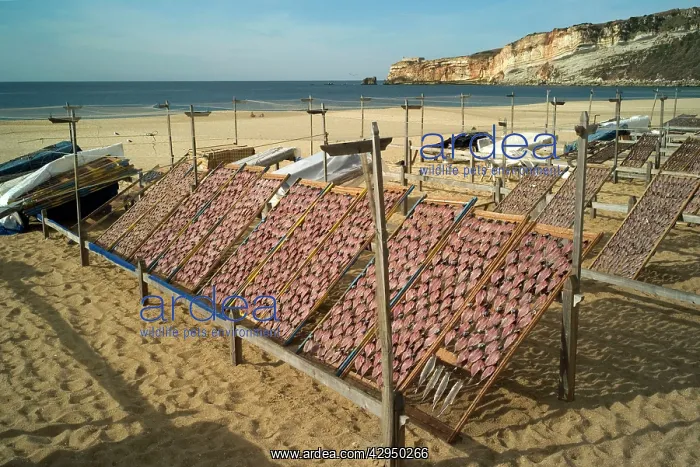 : Unfamiliar sight of fish drying in the sun : Unfamiliar sight of fish drying in the sun