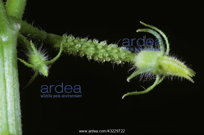 : Unfertilized Cucumber flower bud : Unfertilized Cucumber flower bud