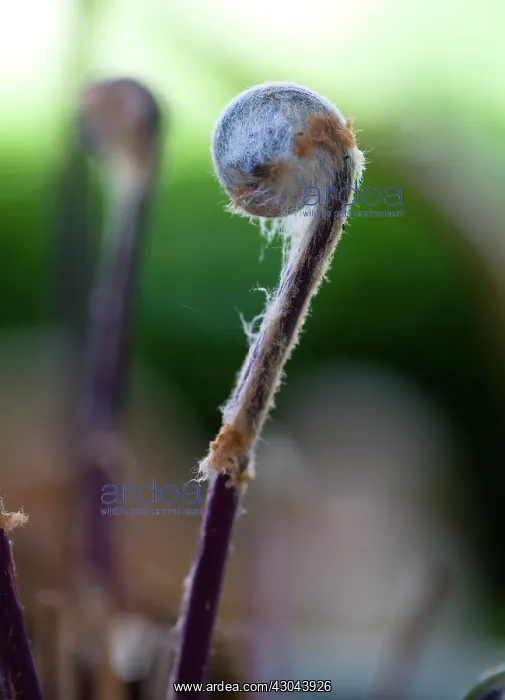 : Fern. Unfurled frond or leaf of Osmunda regalis Royal Fern or Flowering : Fern. Unfurled frond or leaf of Osmunda regalis Royal Fern or Flowering