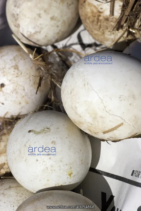 : Unhatched Duck Eggs : Unhatched Duck Eggs