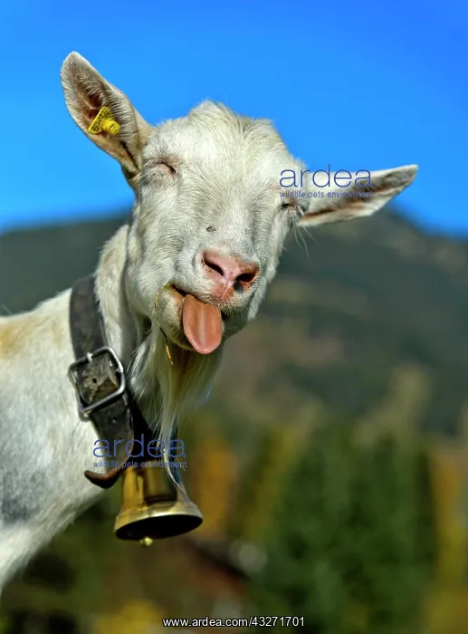 : Unhorned Saanen goat with bell sticks out its tongue : Unhorned Saanen goat with bell sticks out its tongue