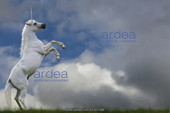 : Unicorn - rearing Digital Manipulation : Unicorn - rearing Digital Manipulation