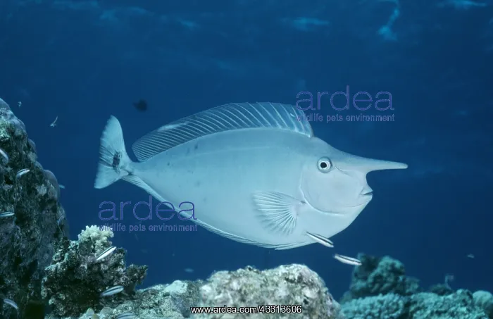 : UNICORN FISH - SIDE VIEW : UNICORN FISH - SIDE VIEW