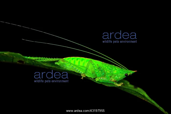 : Unicorn Katydid (Copiphora gracilis) male nymph : Unicorn Katydid (Copiphora gracilis) male nymph