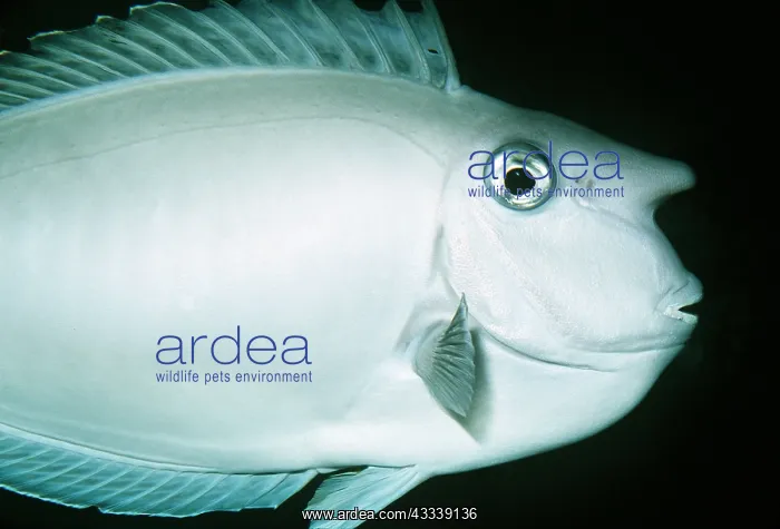 : UNICORNFISH / Surgeonfish - CLOSE-UP OF HEAD : UNICORNFISH / Surgeonfish - CLOSE-UP OF HEAD