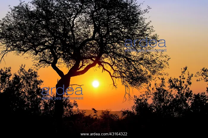 : Unidentified African Tree in silhouette at sunset : Unidentified African Tree in silhouette at sunset
