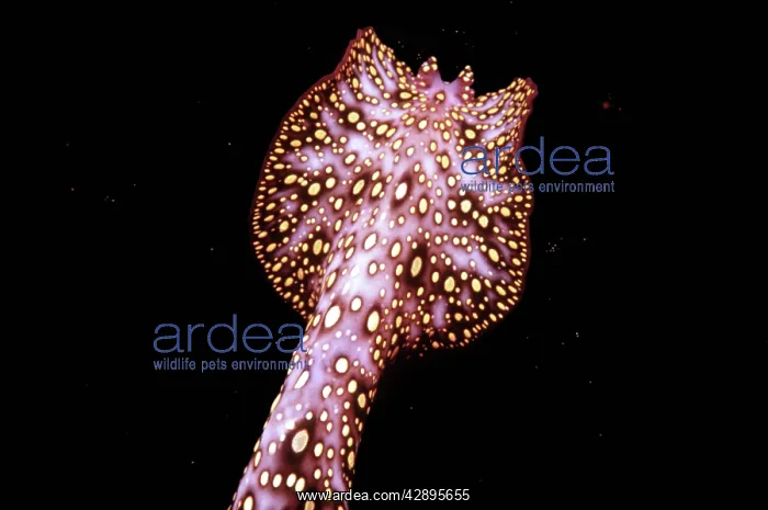 : Unidentified animal - Photographed in 1965 at night : Unidentified animal - Photographed in 1965 at night
